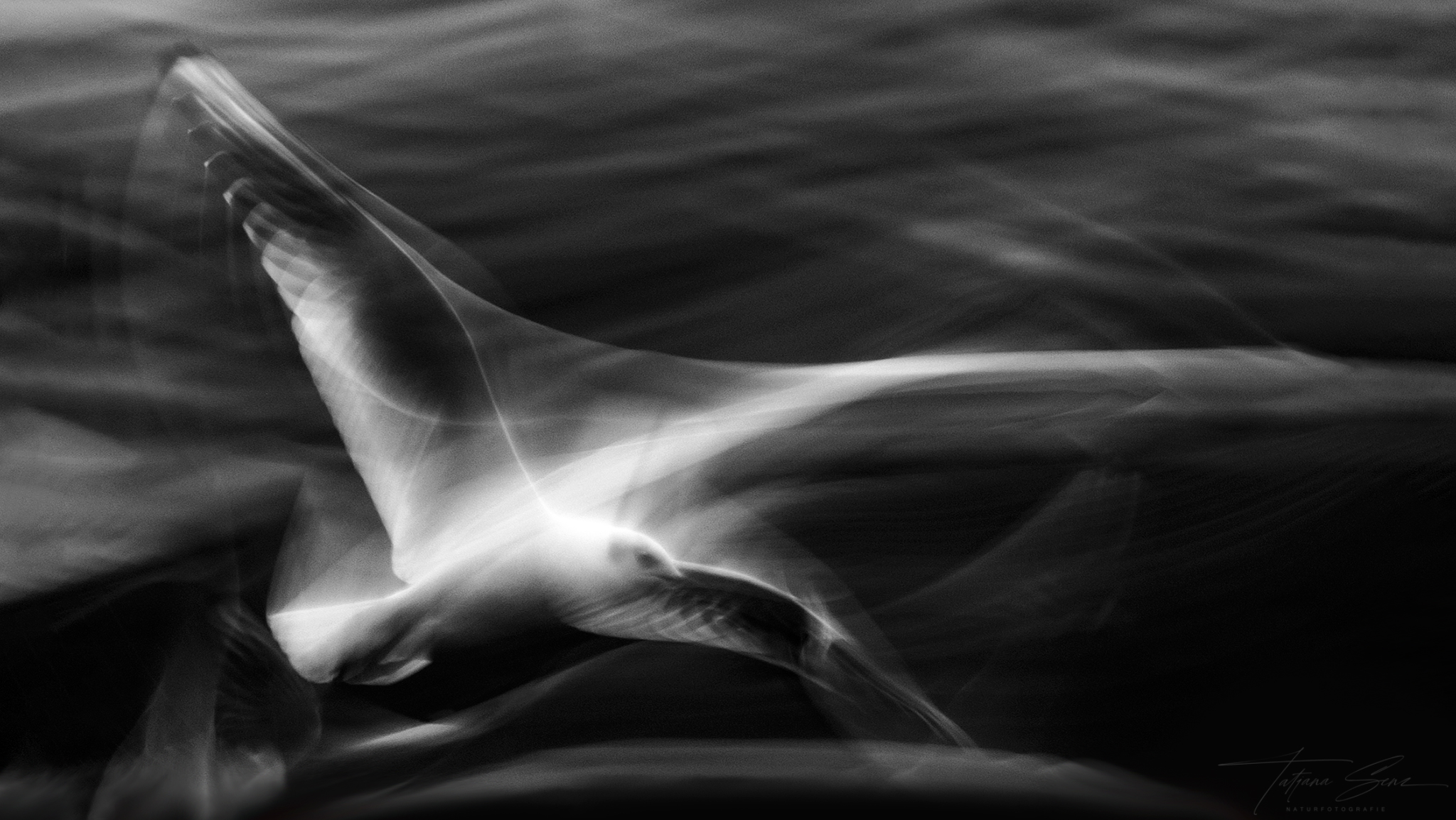 Lachmöwe Black an White