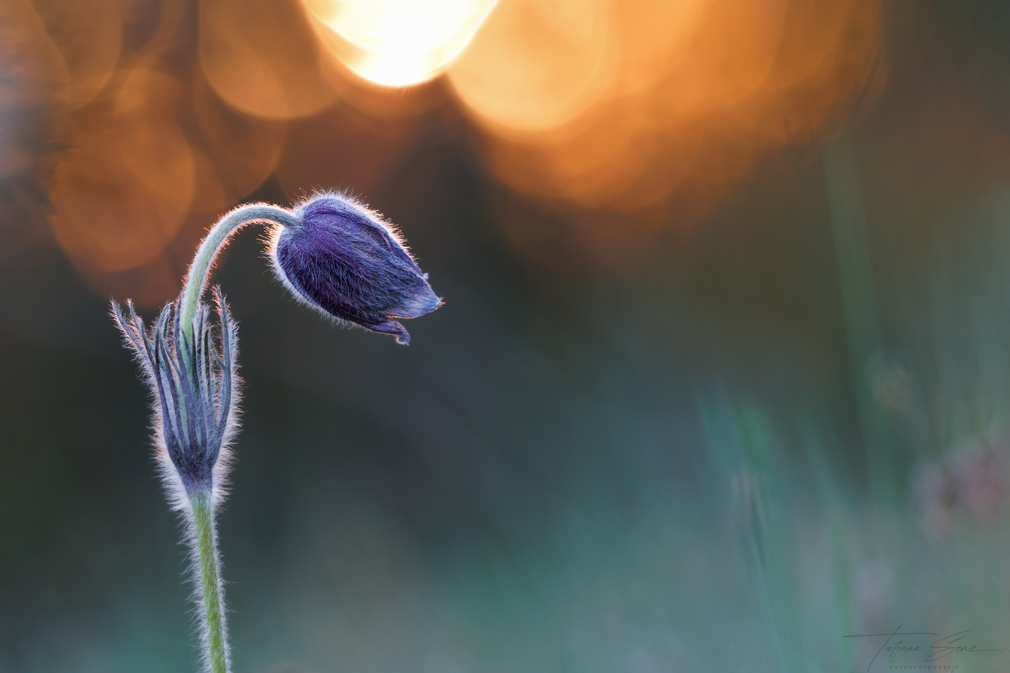 Küchenschelle im abendlicht