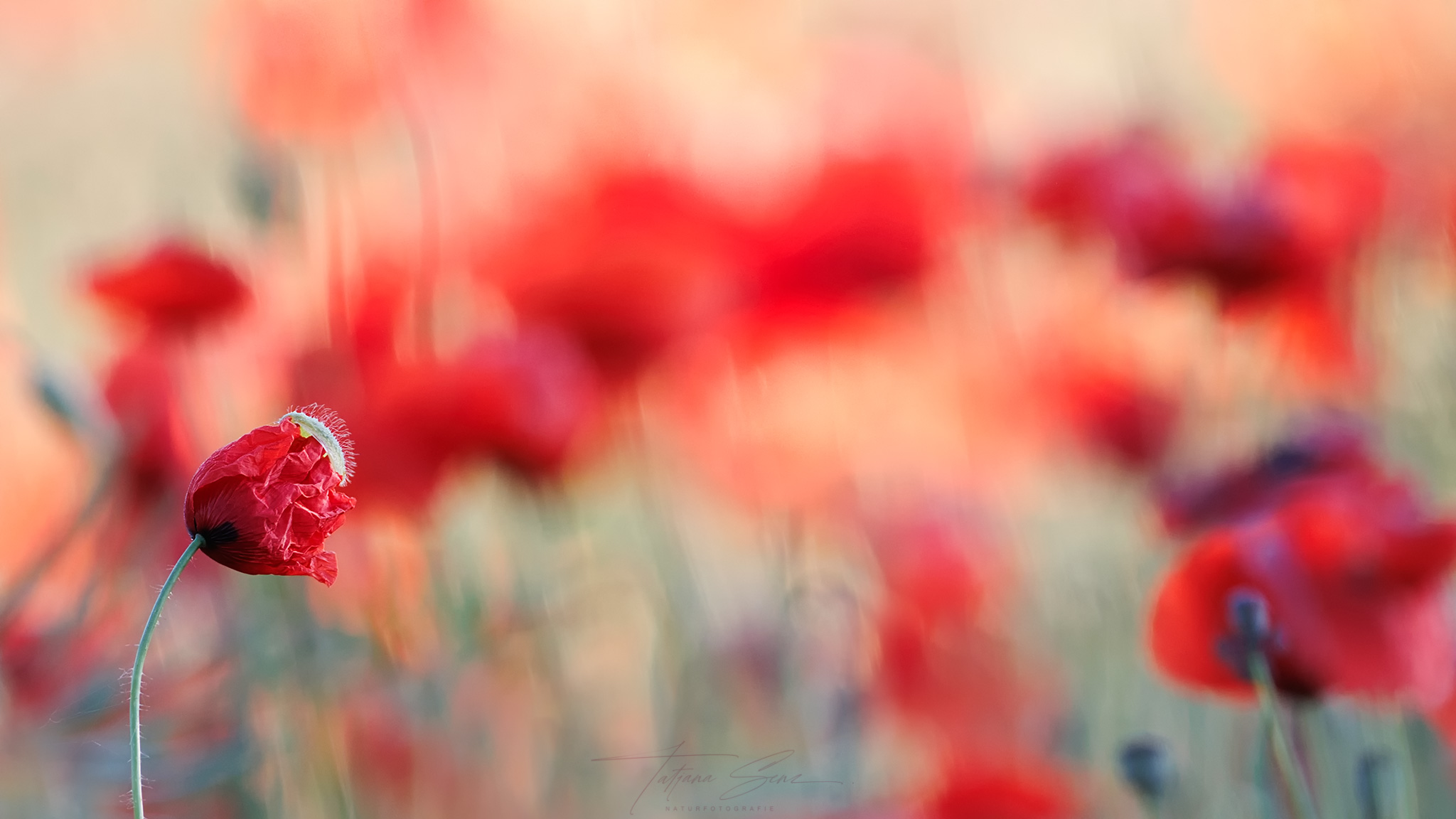 MOHN II