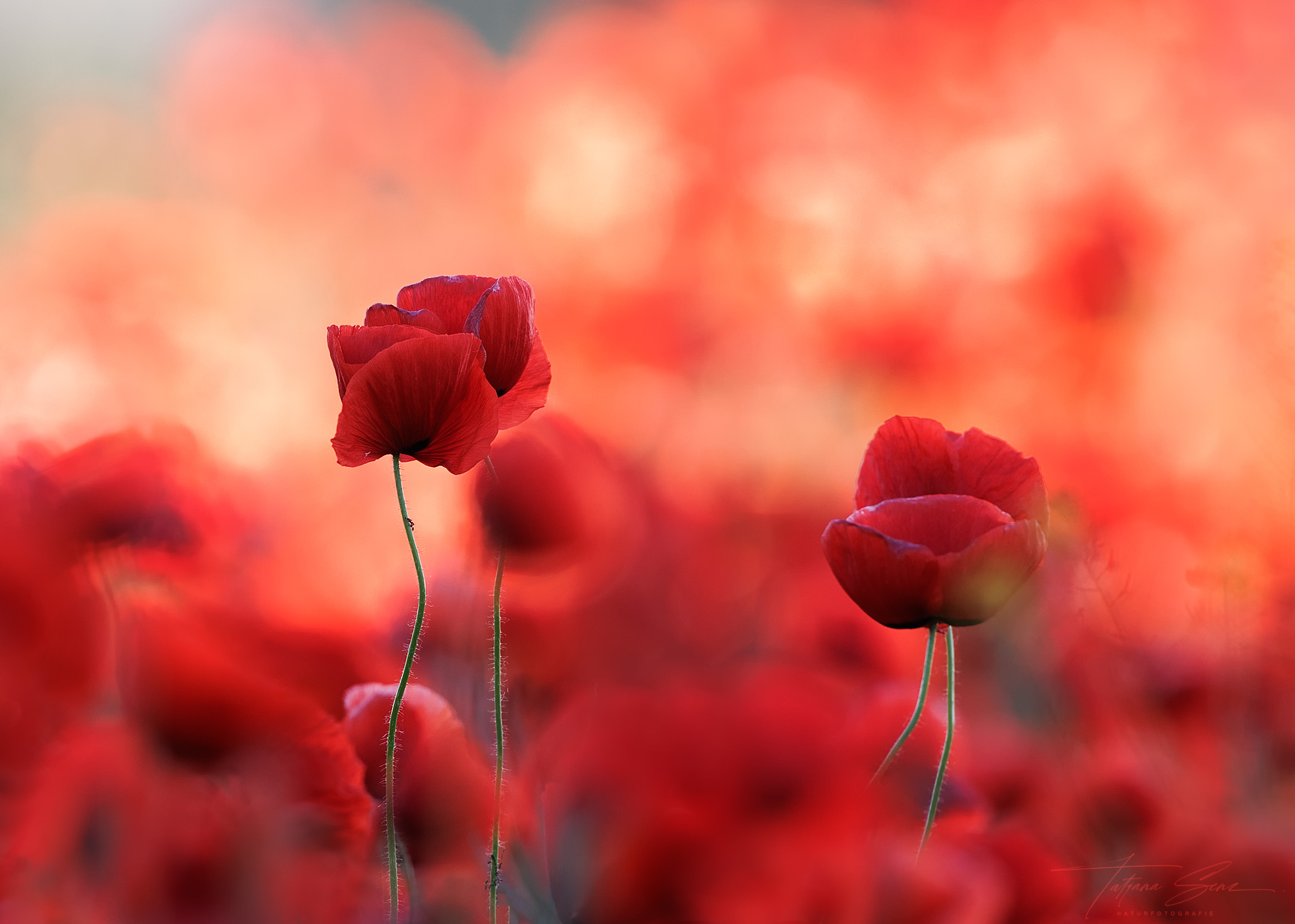 MOHN