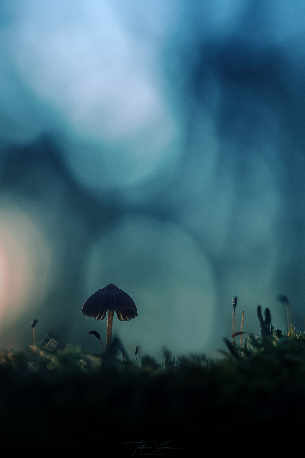 PILZ IM STREIFLICHT DER SONNE KÜHLER FARBABLEICH