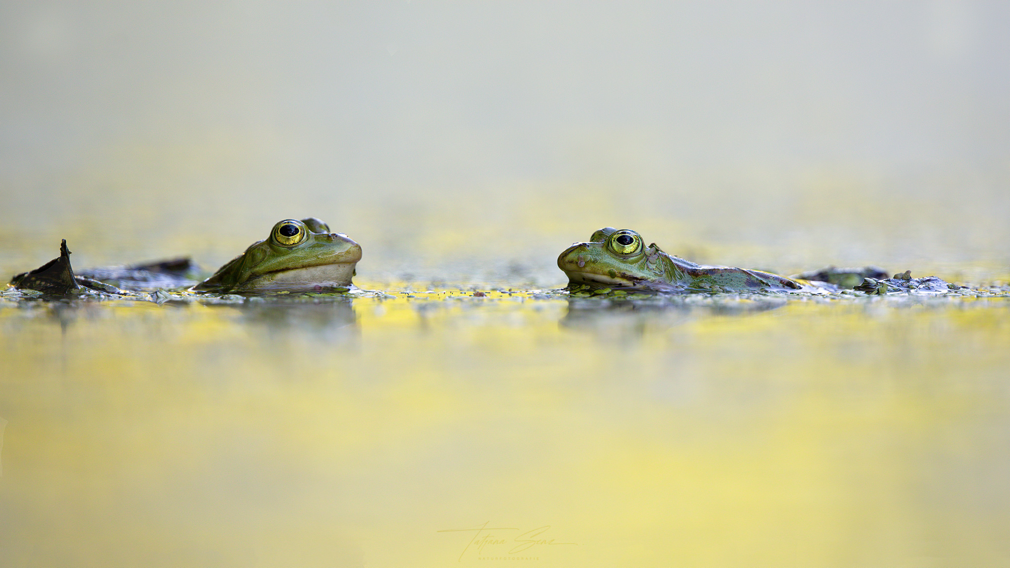 INSEKTEN/AMPHIBIEN UND Co.