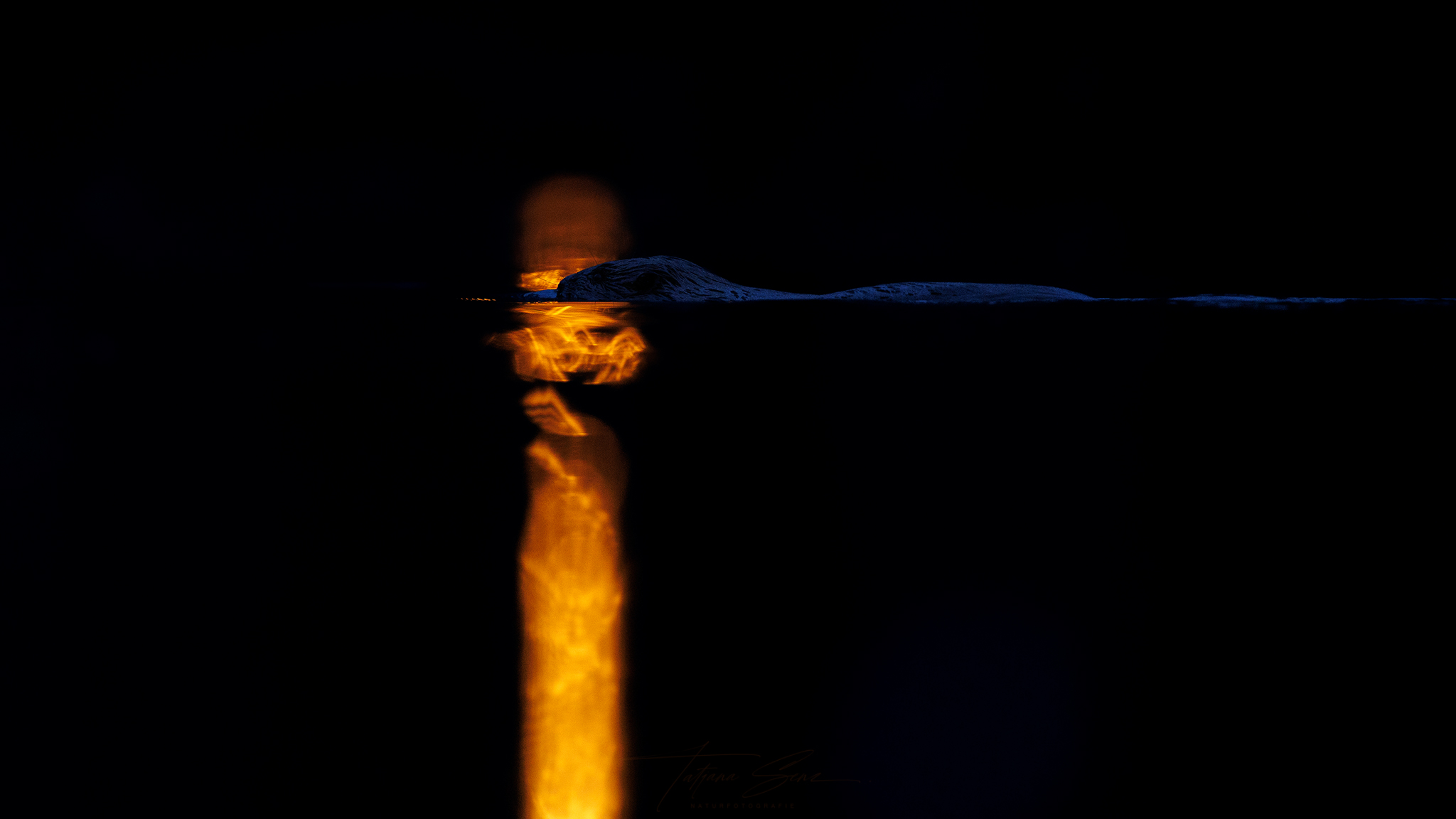 BIBER IM LATERNENLICHT