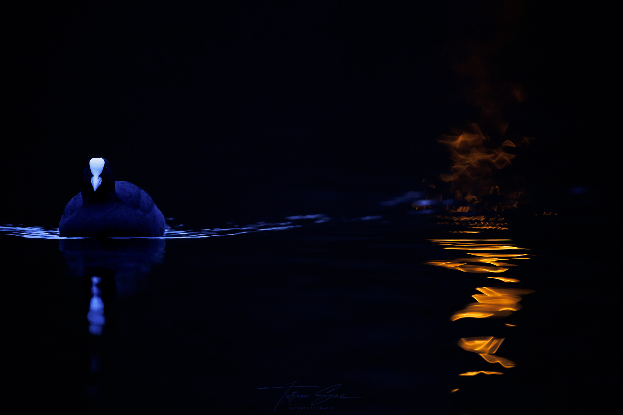 BLÄSSRALLE IM LATERNENLICHT