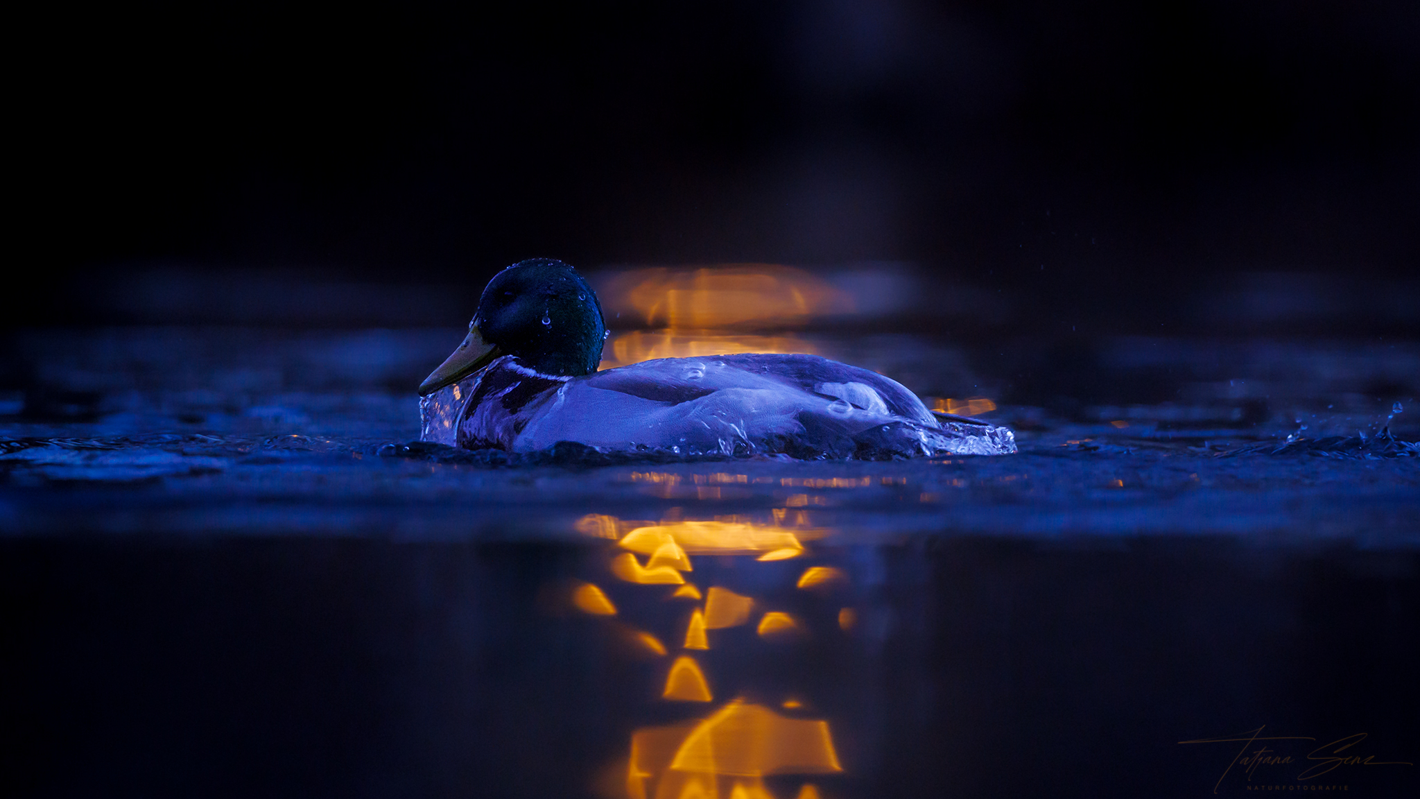 ERPEL IM LATERNENLICHT