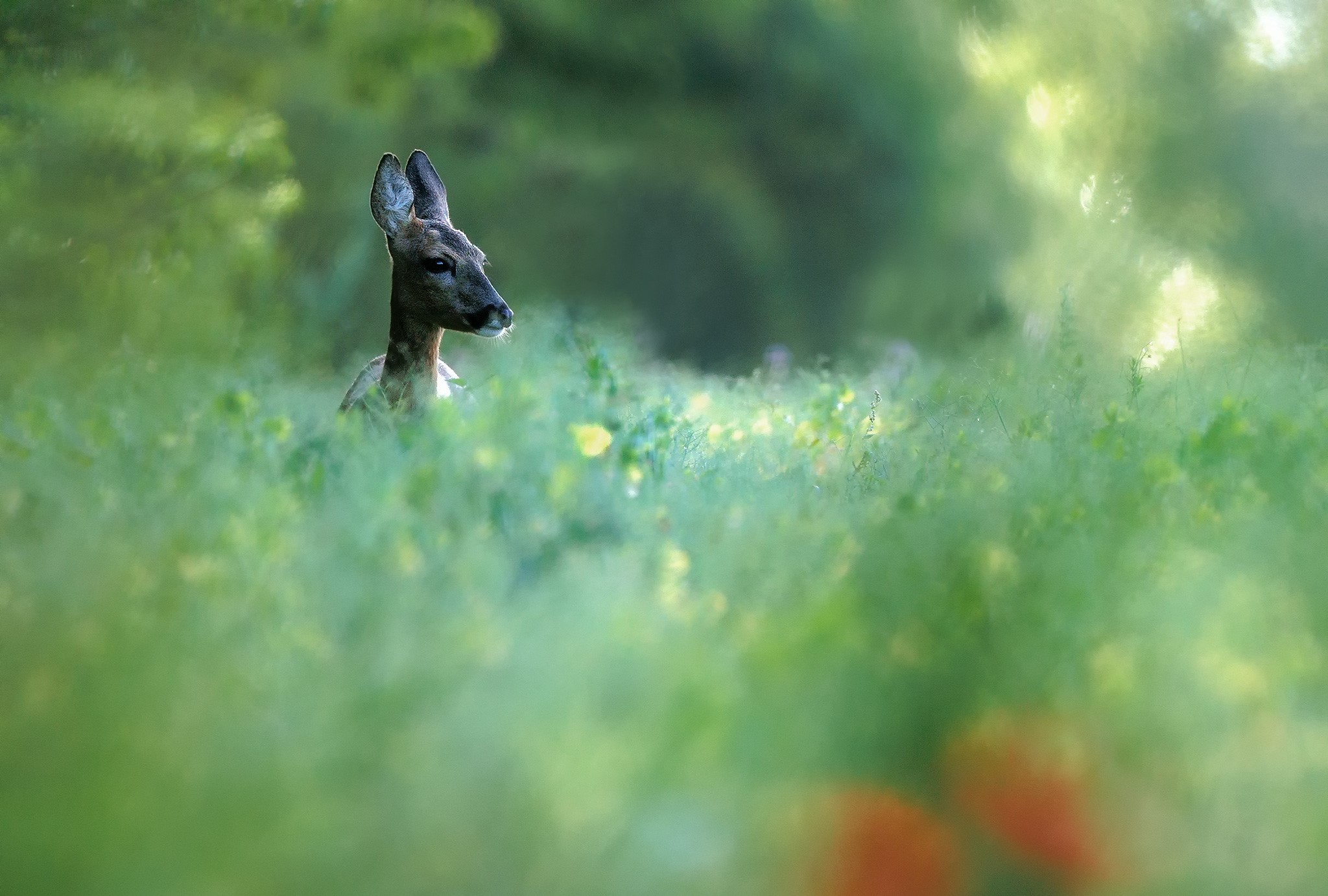 REHWILD UND DER MOHN