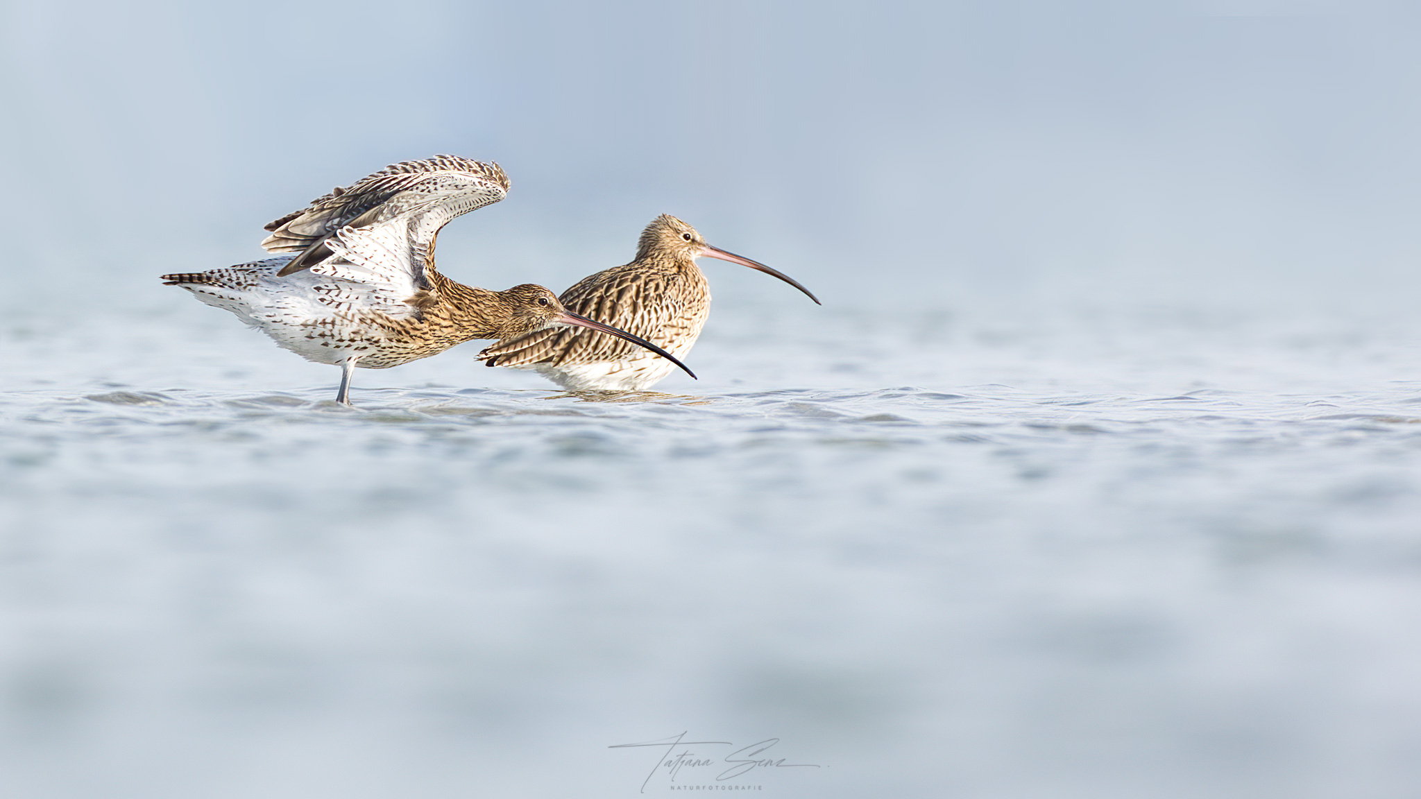 GROßE BRACHVOGEL DAS DUO