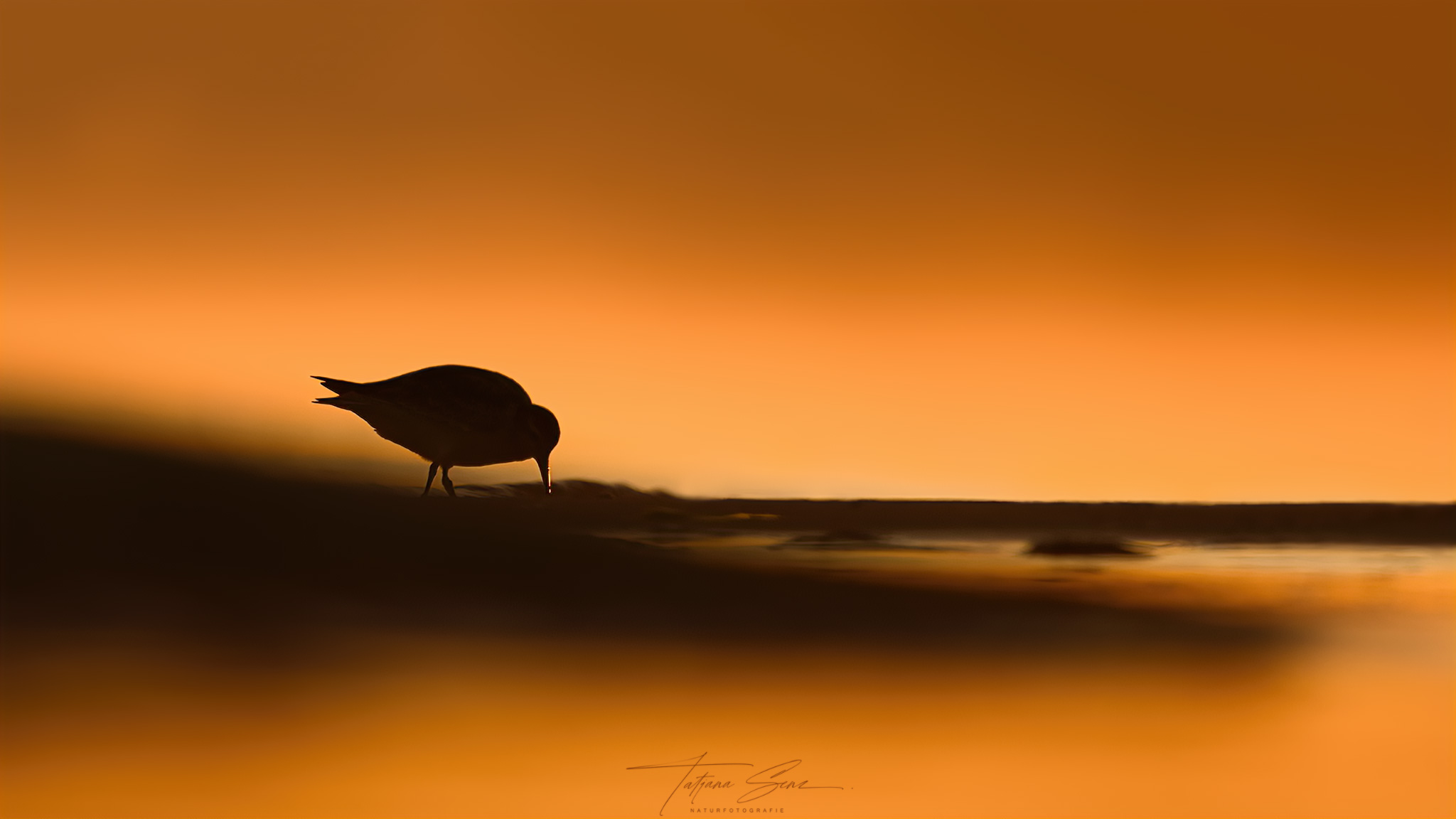 KNUTT BEI SONNENAUFGANG