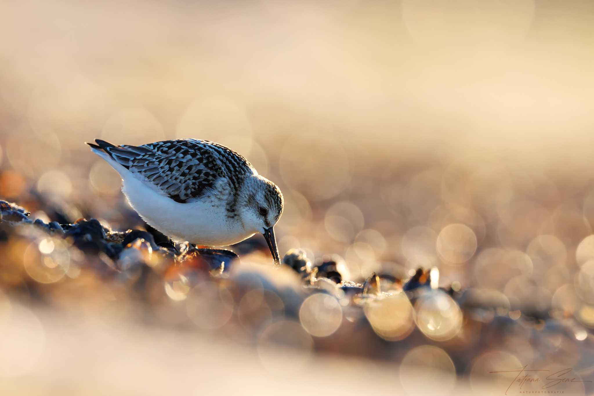SANDERLING IM GLITZERMEER