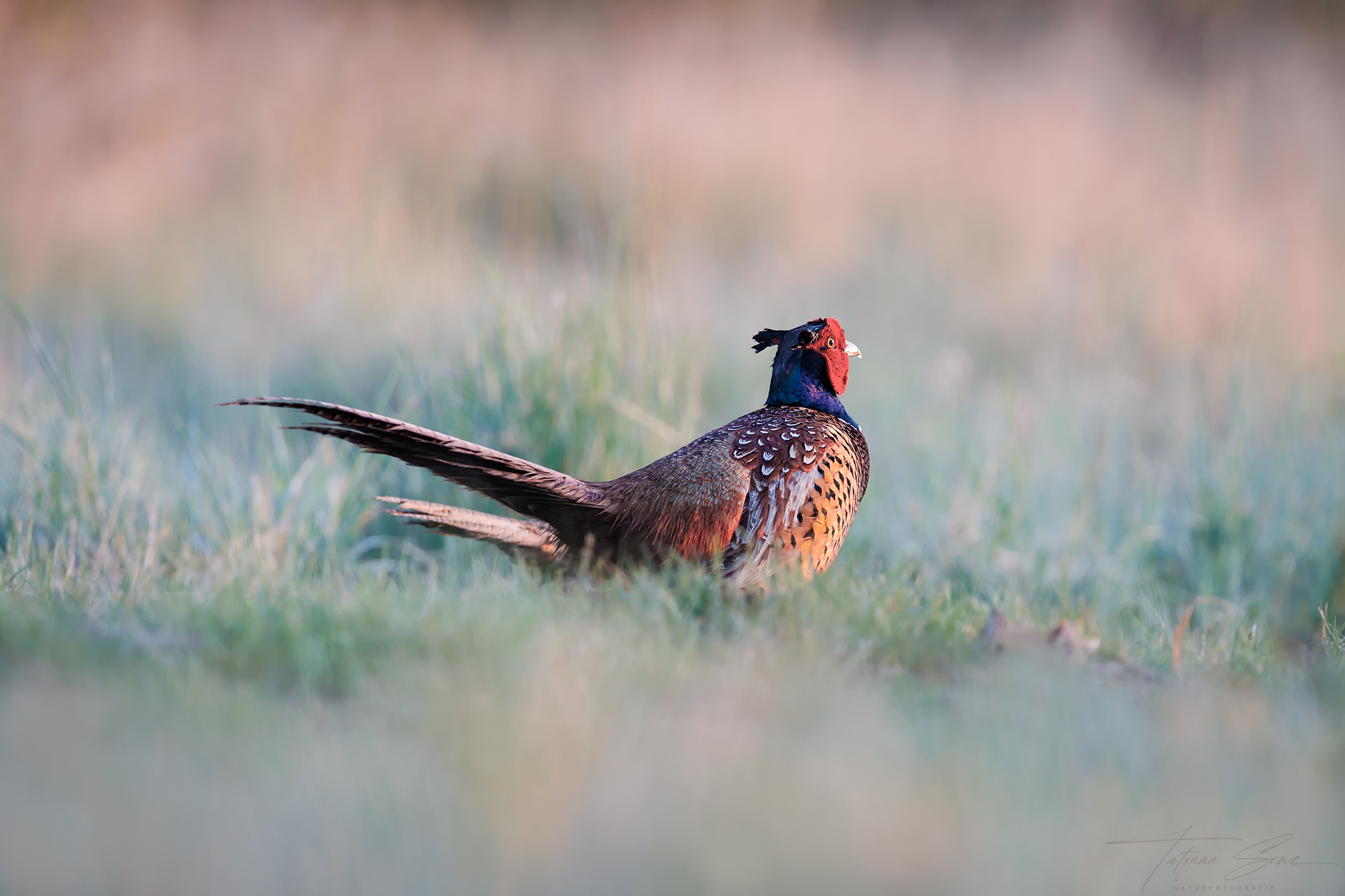 FASAN IM MORGENLICHT