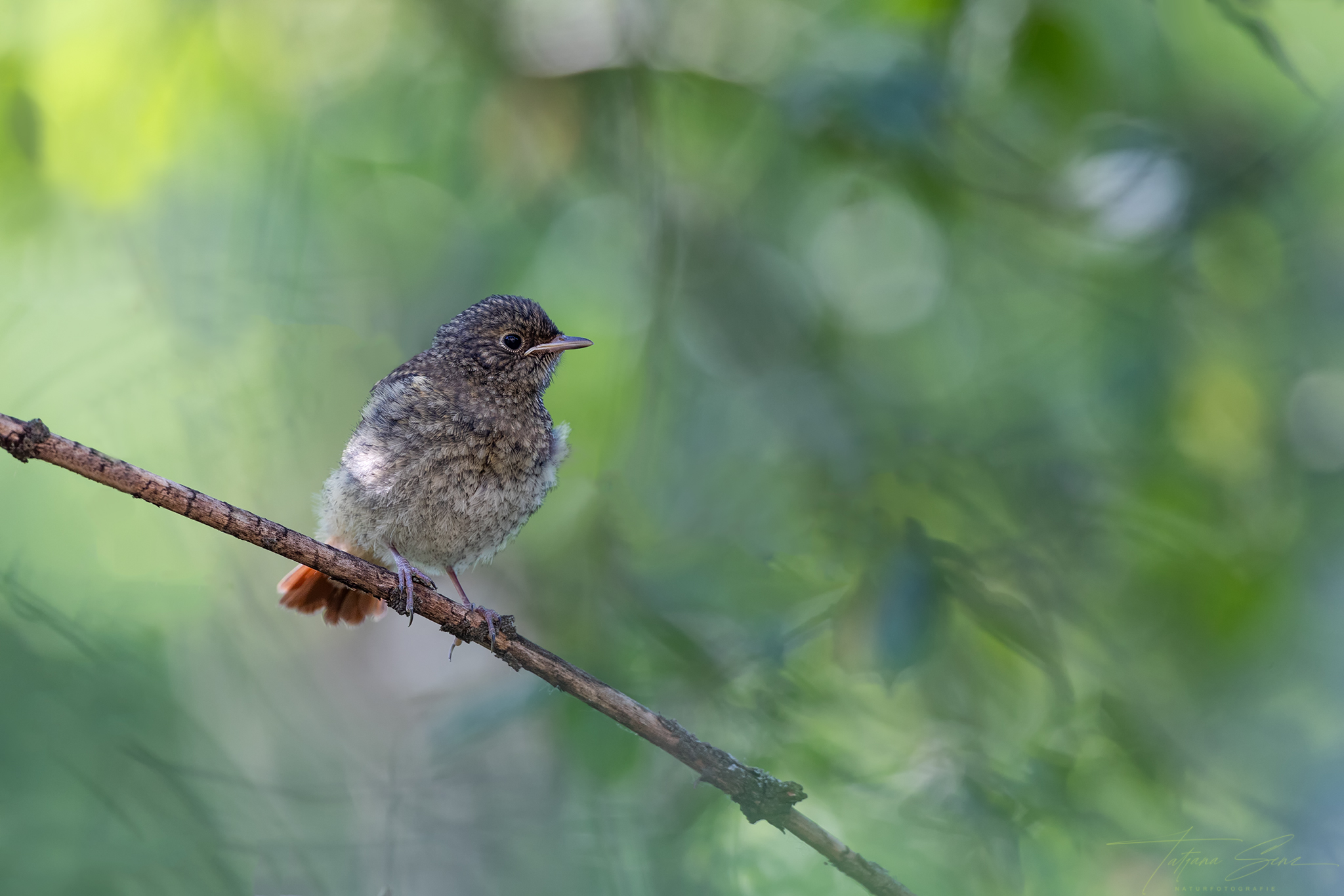 GARTENROTSCHWANZ DER NACHWUCHS