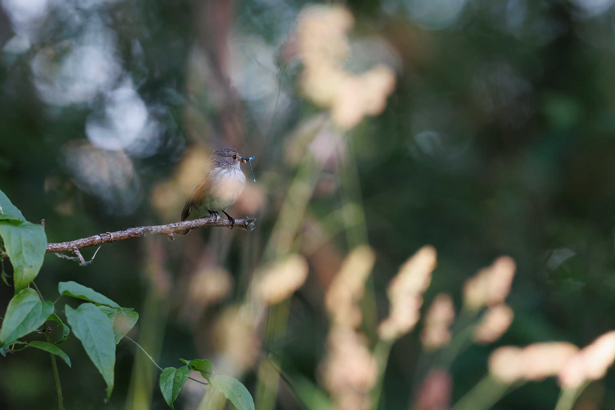 GRAUSCHNÄPPER MIT BEUTE