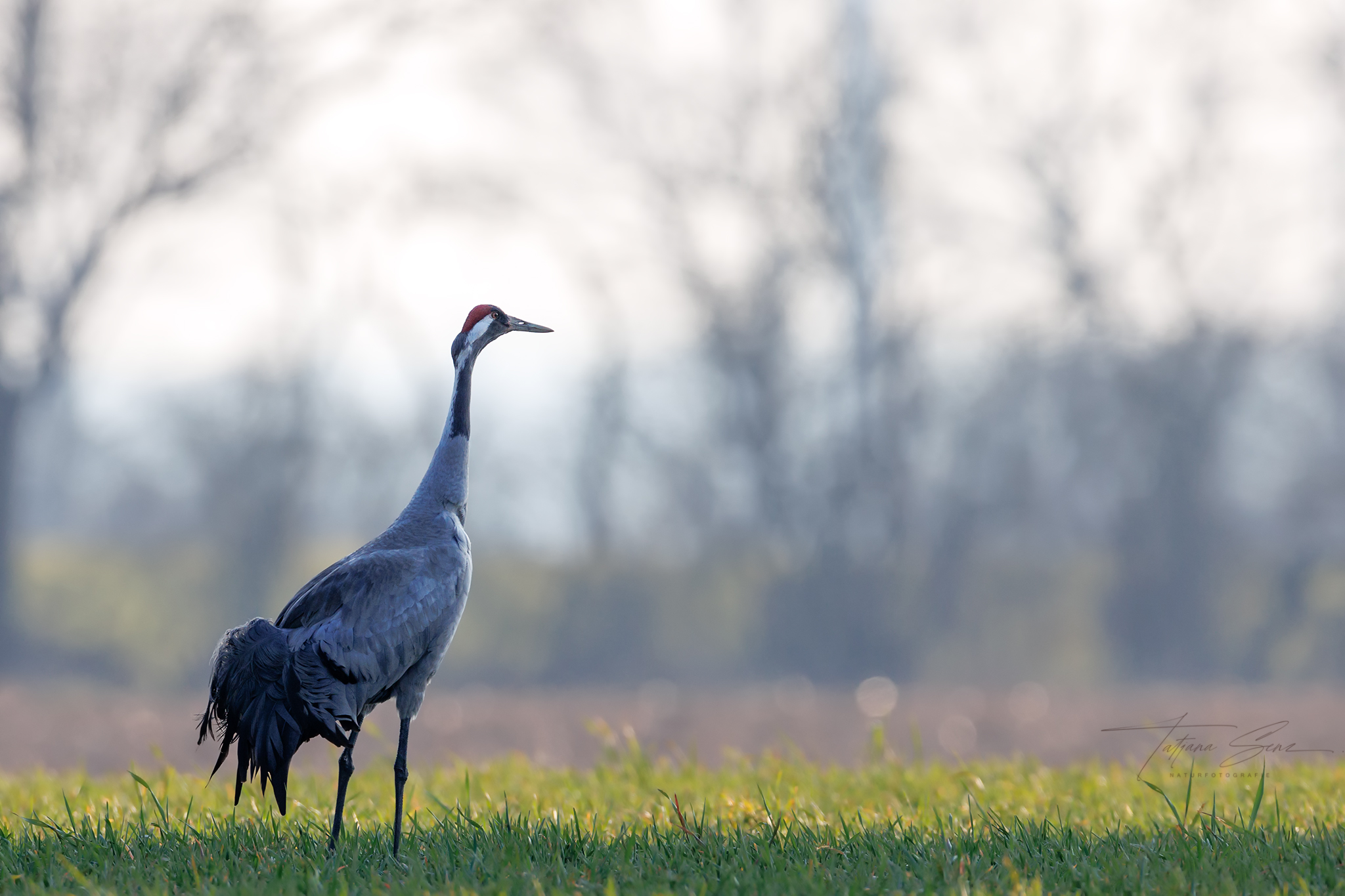 KRANICH IM FRÜHLING
