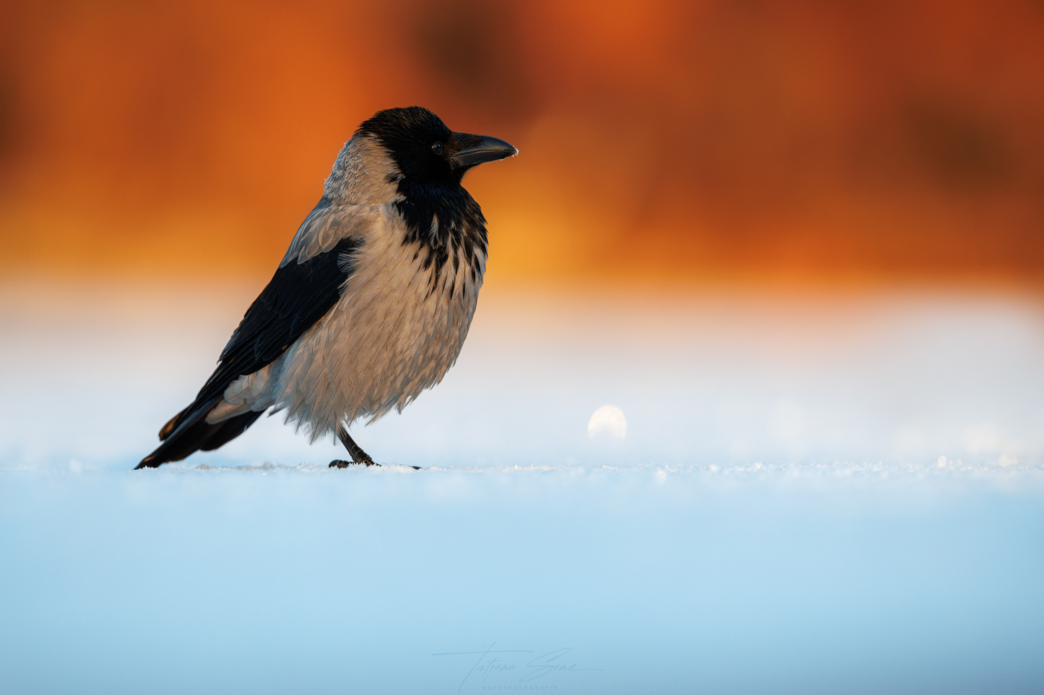 NEBELKRÄHE BEI FROST