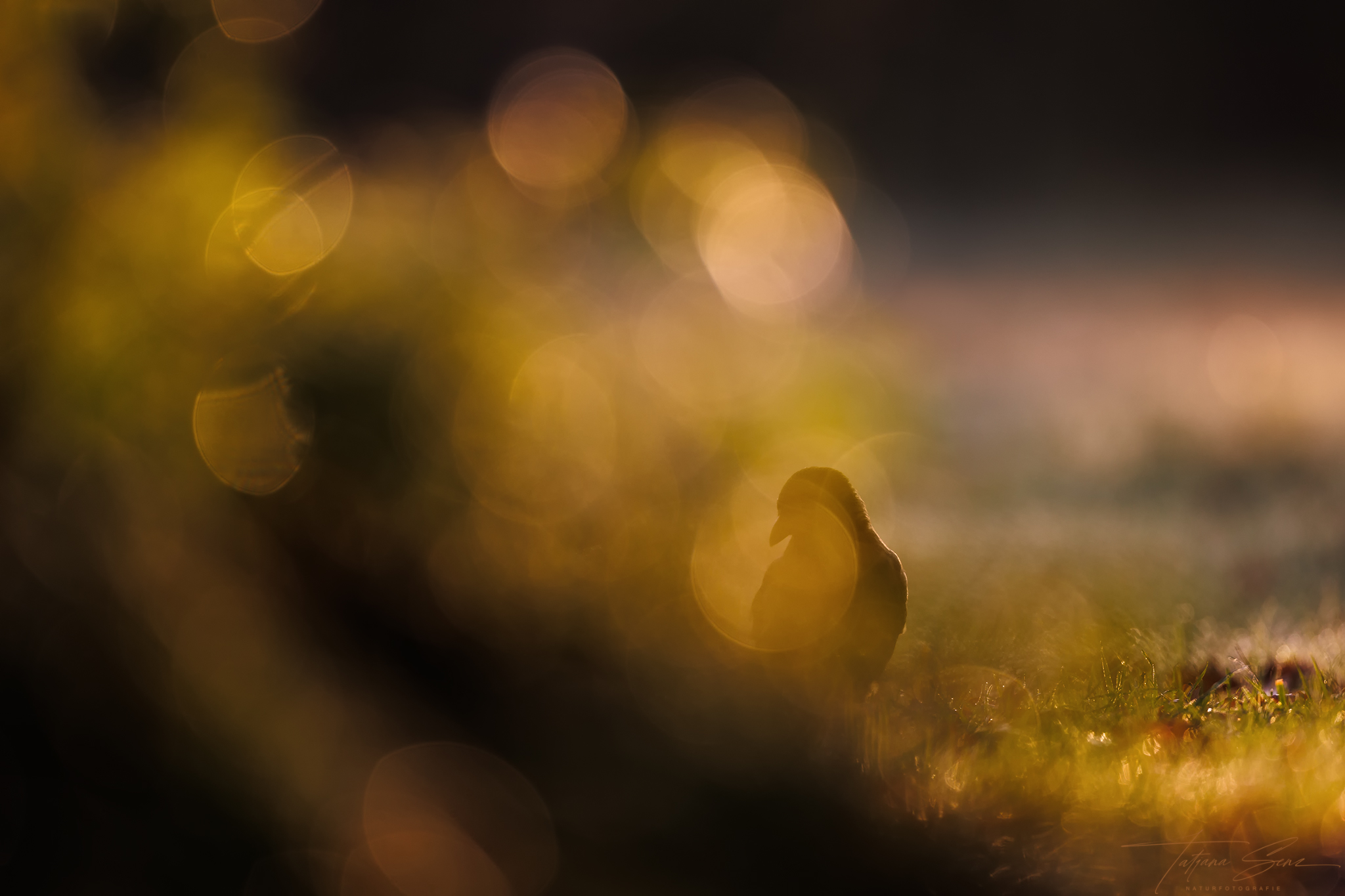 NEBELKRÄHE IM GEGENLICHT