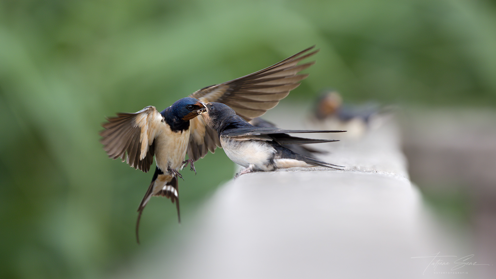 RAUCHSCHWALBE BEI FUTTERÜBERGABE
