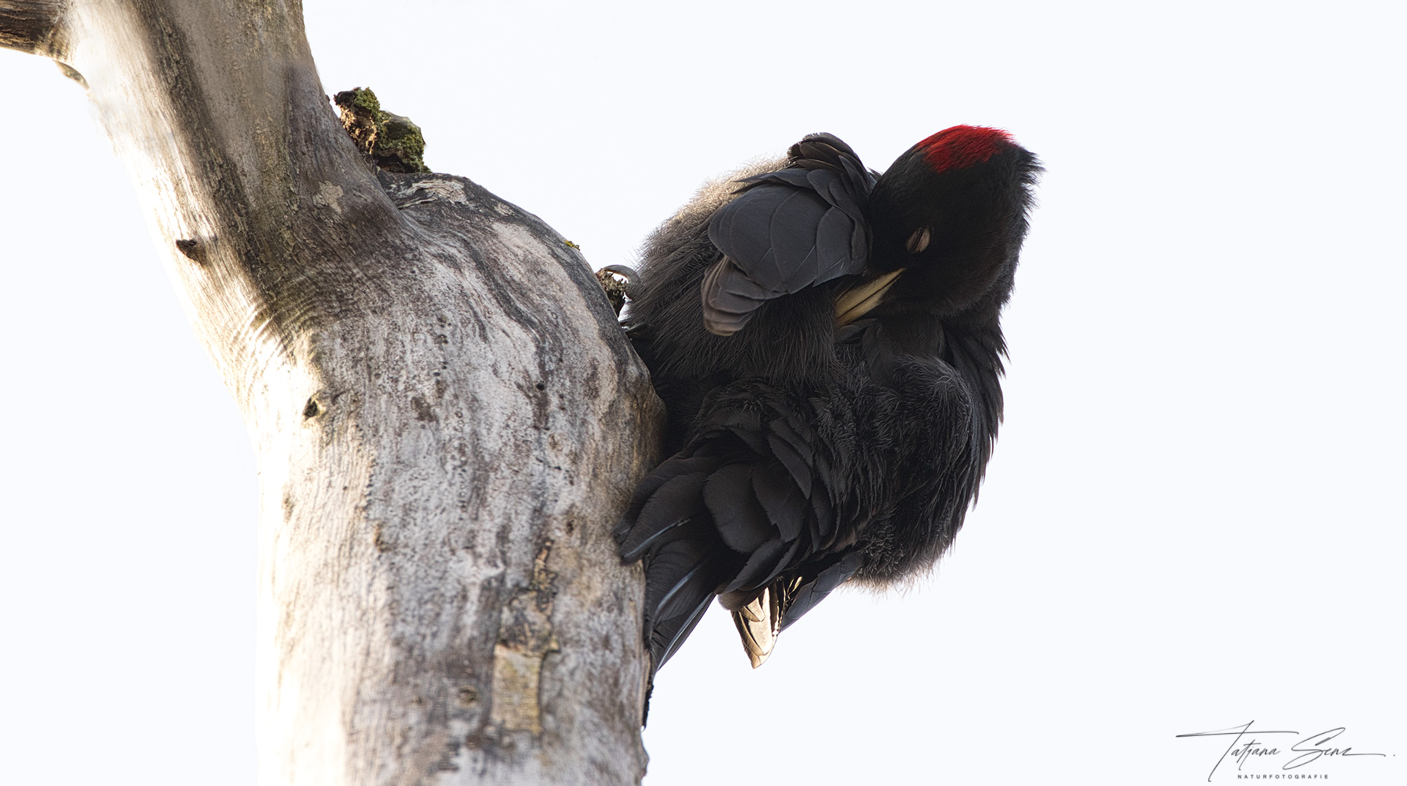 SCHWARZSPECHT BEI DER GEFIEDERPFLEGE