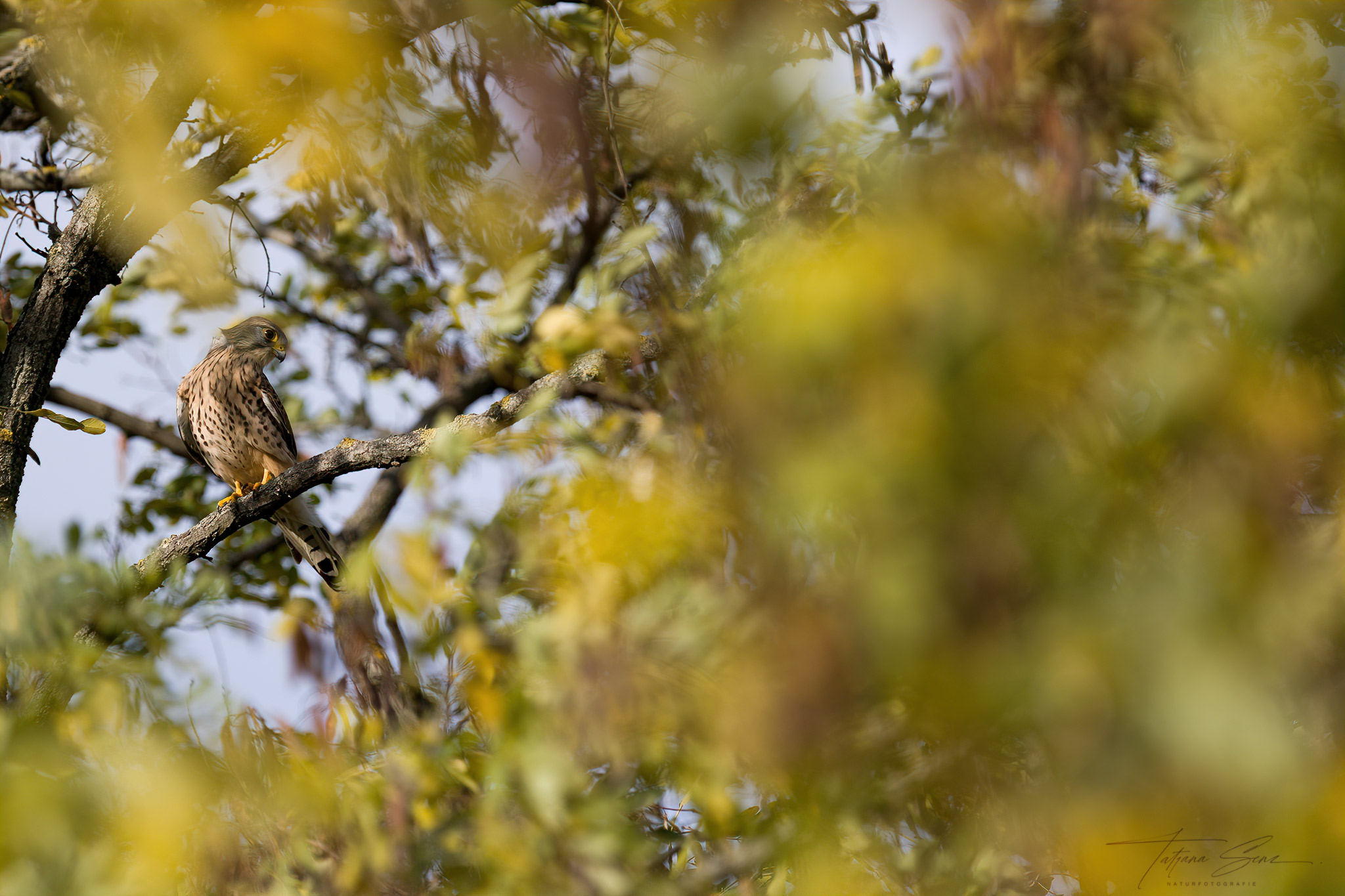 TURMFALKE IM HERBST