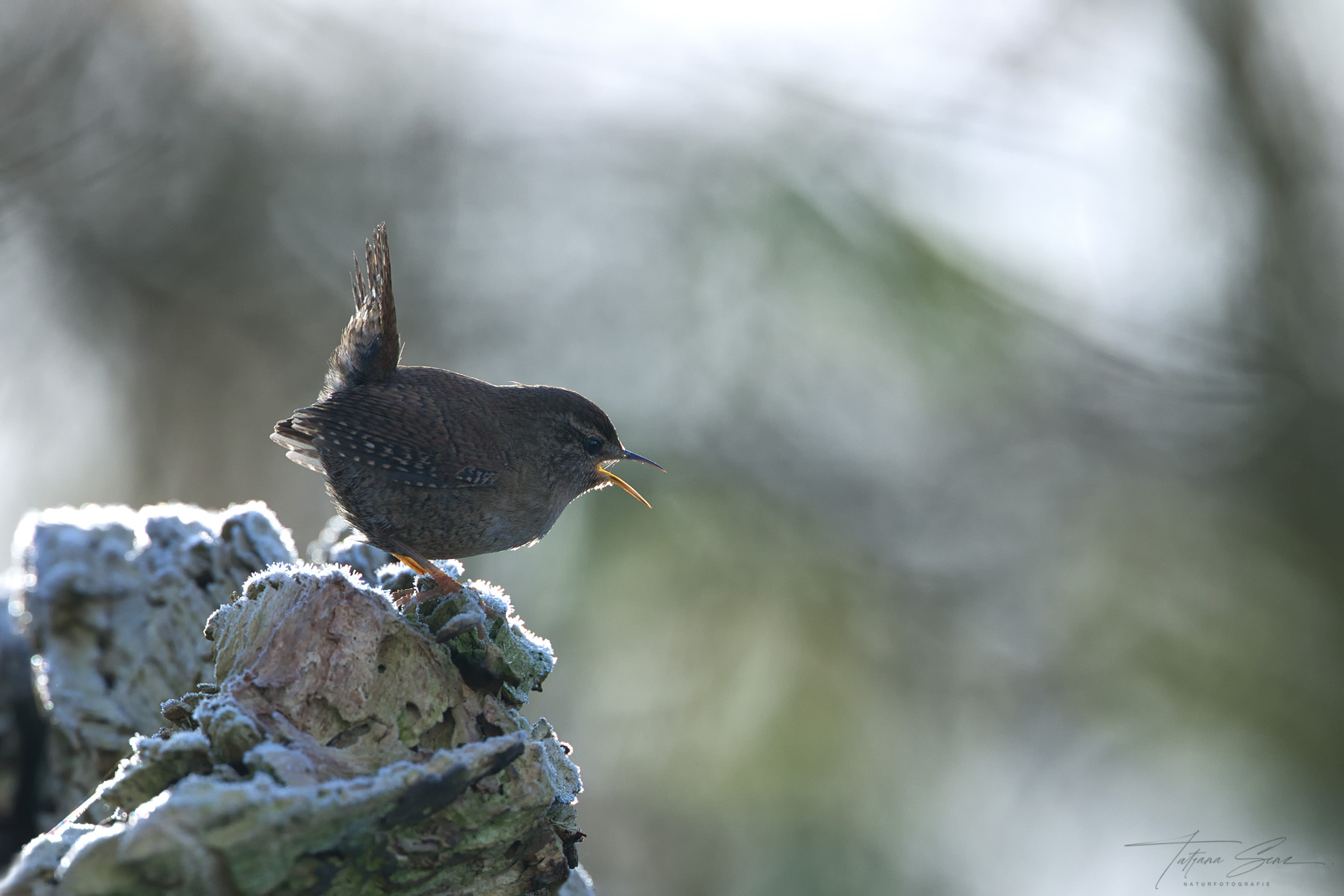 ZAUNKÖNIG BEI FROST