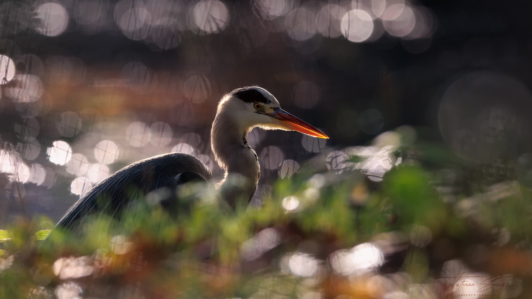 GRAUREIHER GEGENLICHT