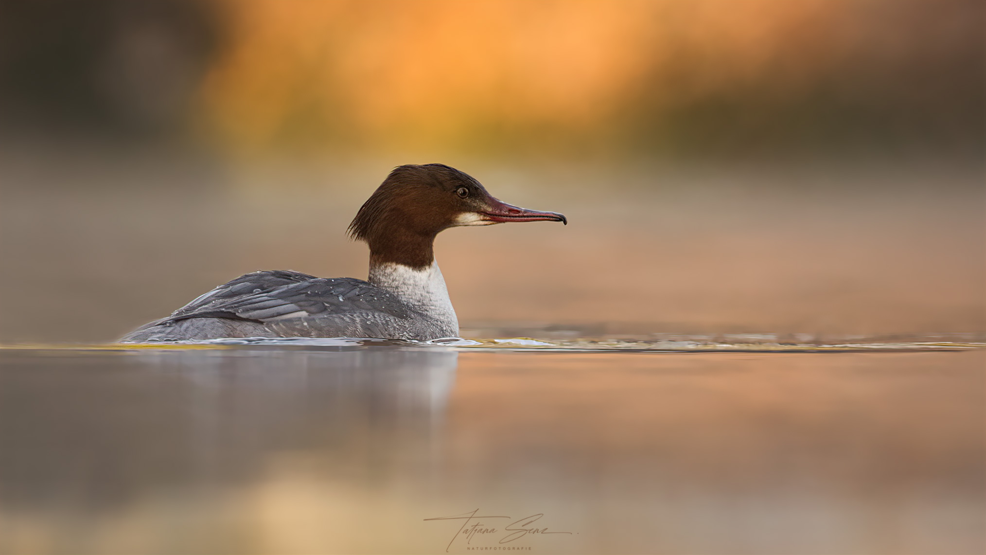 GÄNSESÄGER WEIBCHEN