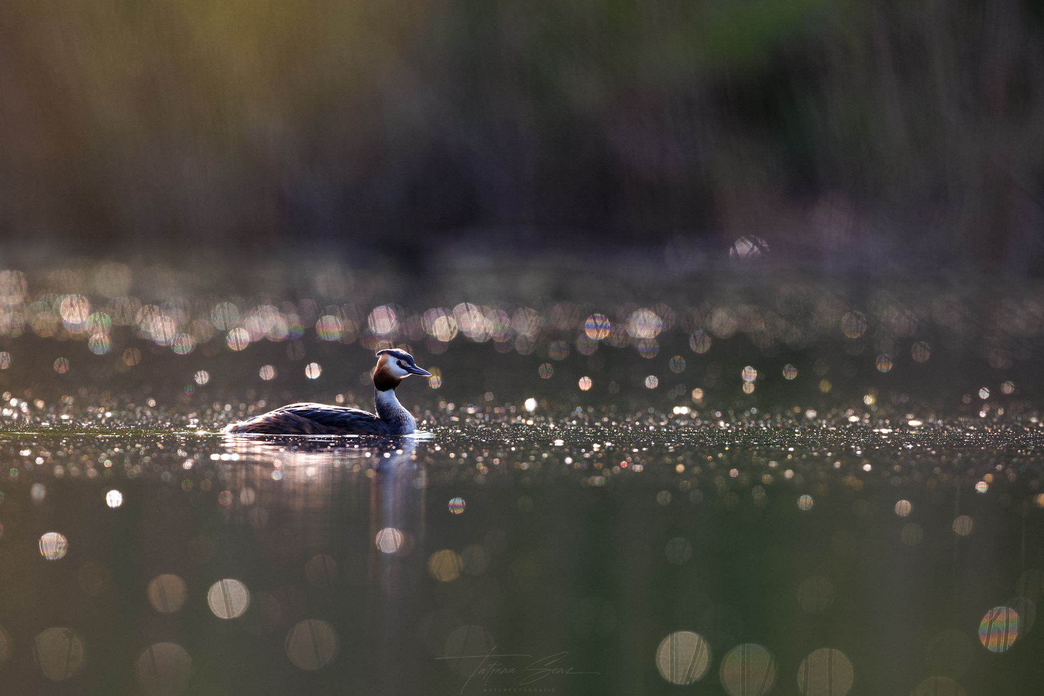 HAUBENTAUCHER im GEGENLICHT
