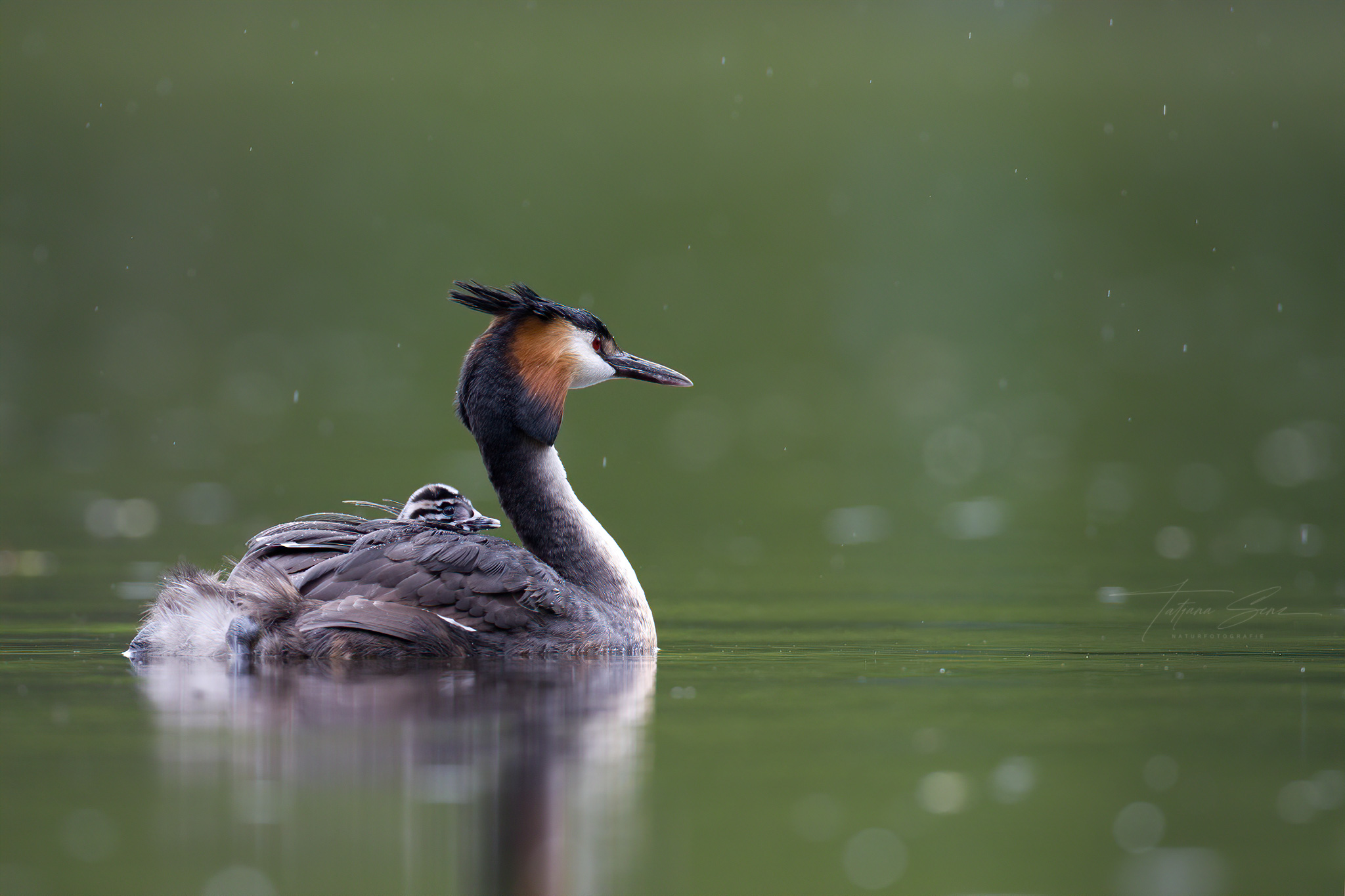 HAUBENTAUCHERNACHWUCHS BEI REGEN