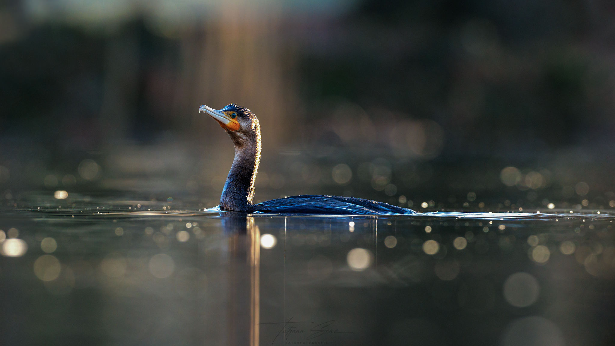 KORMORAN IM GEGENLICHT