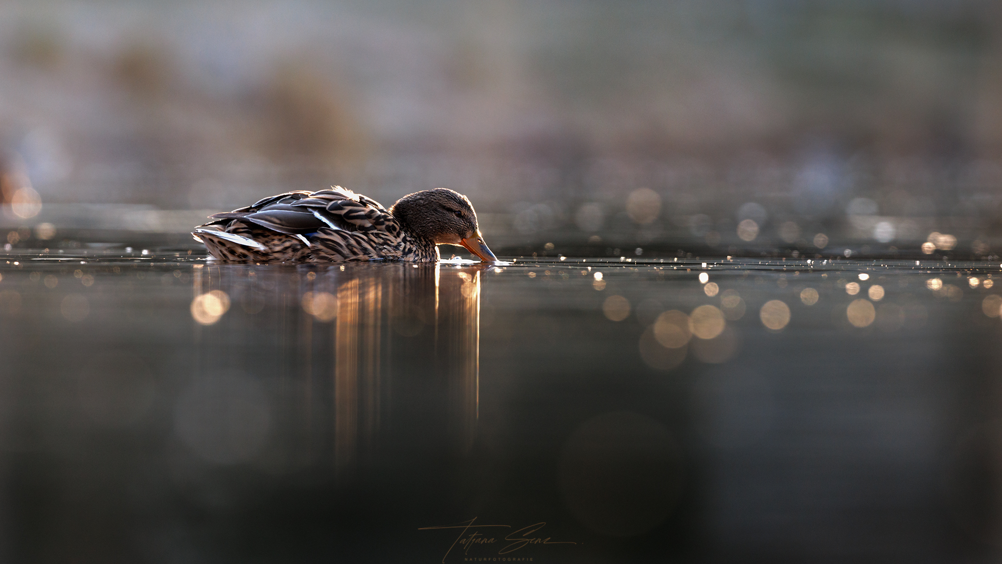 STOCKENTE IM GEGENLICHT