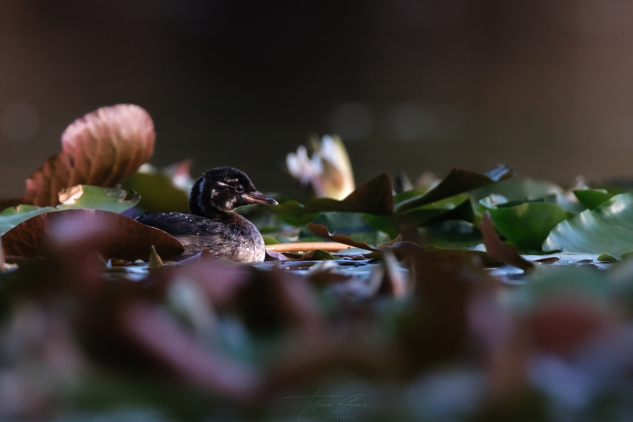 ZWERGTAUCHER AUF SEEROSEN