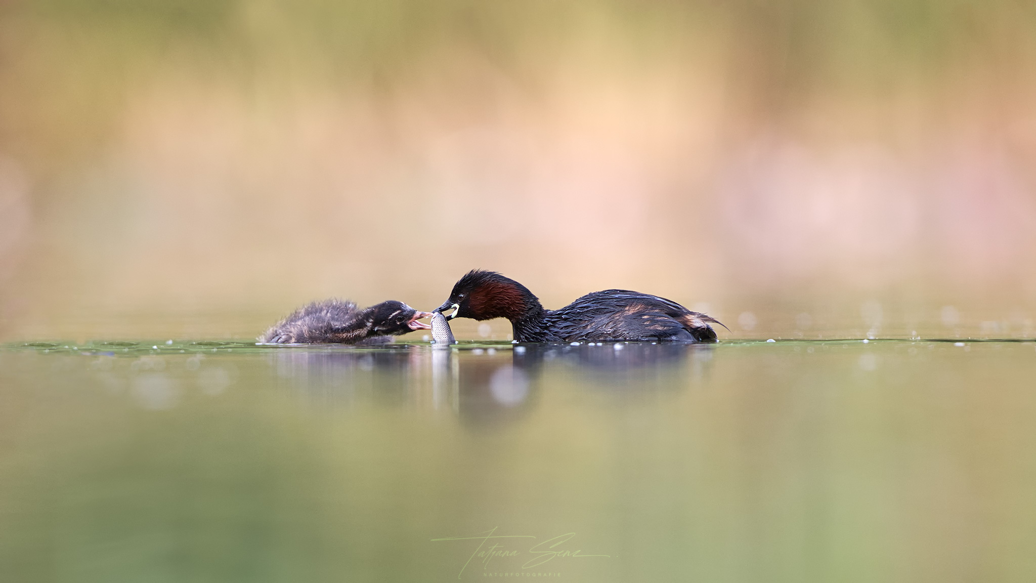 ZWERGTAUCHER BEI FUTTERÜBERGABE