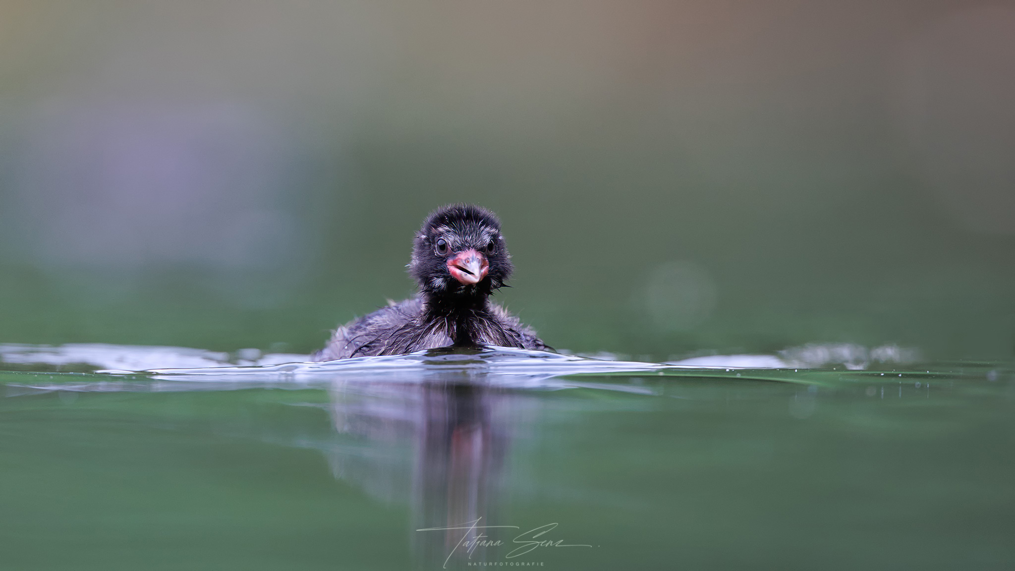 ZWERGTAUCHERNACHWUCHS II