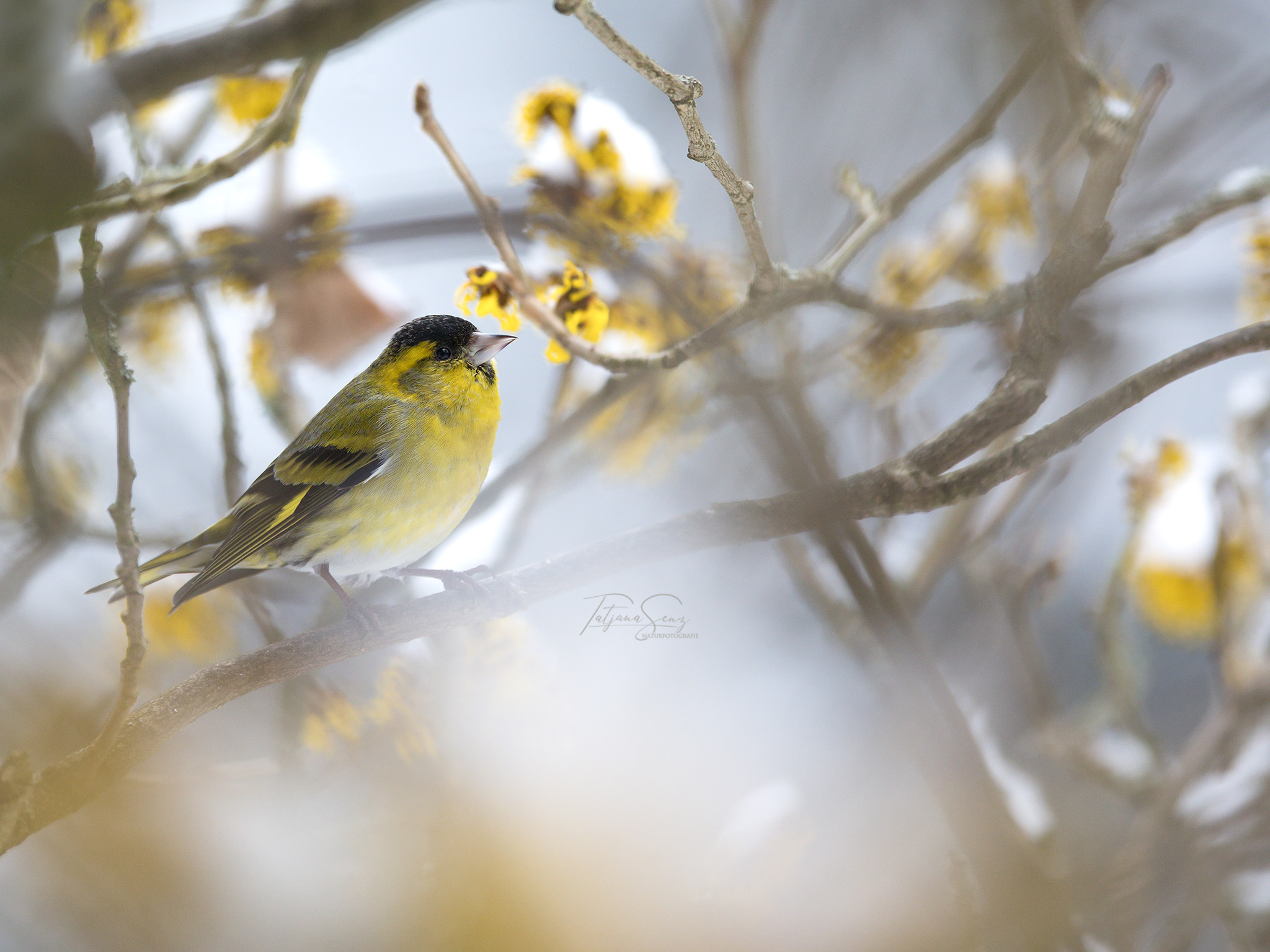 ERLENZEISIG MÄNNCHEN