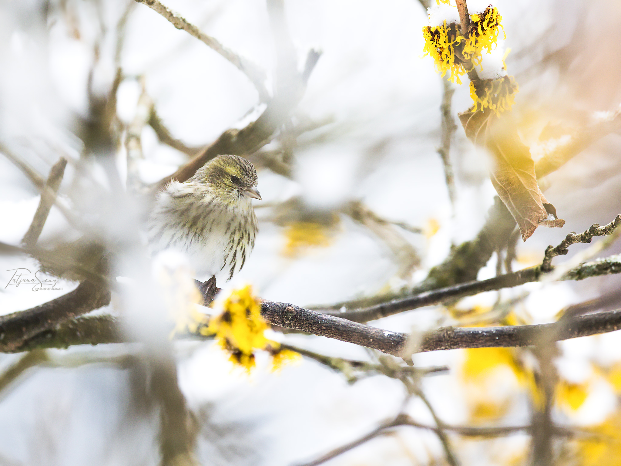ERLENZEISIG WEIBCHEN